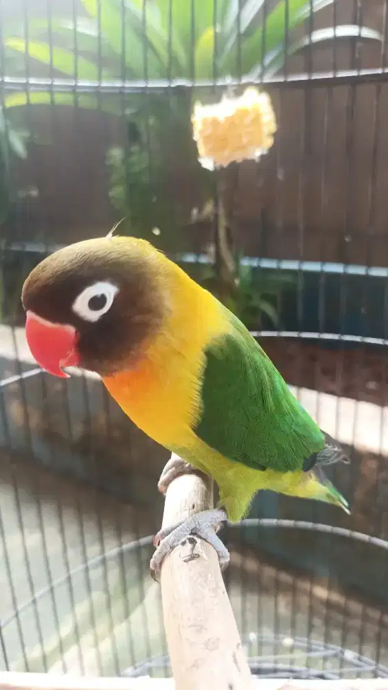 Burung lovebird fullset