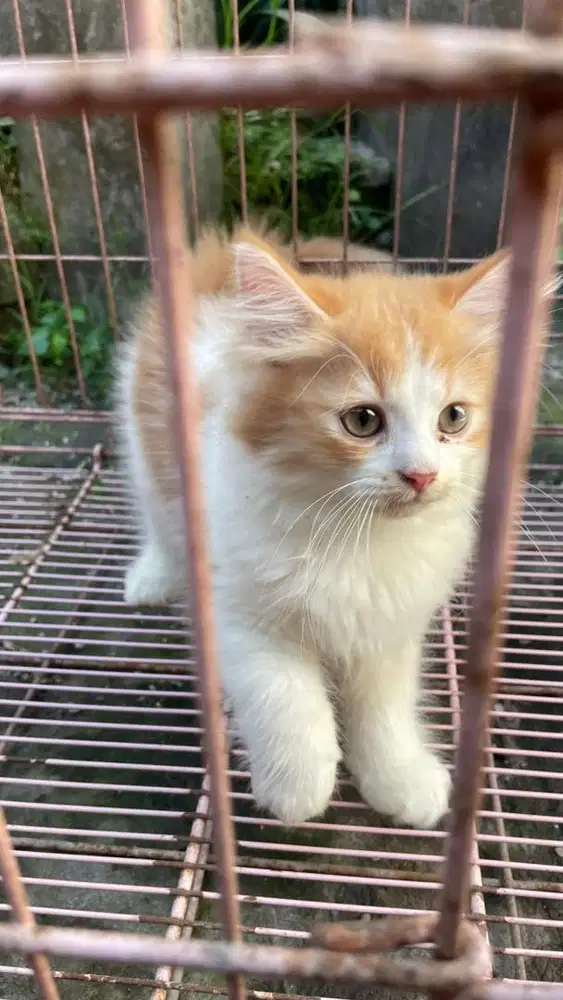 Kucing persia imut dan lucu