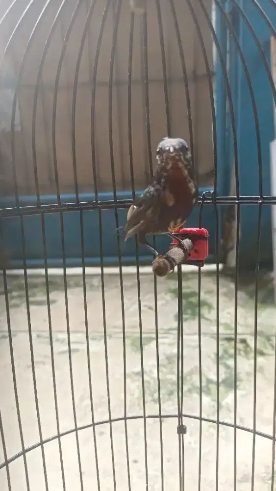 Burung kingconin fullset