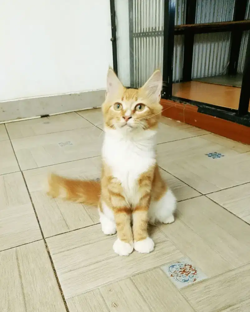 MaineCoon Betina Kitten Pure No Mix. Induk Ped CFA Maine Coon