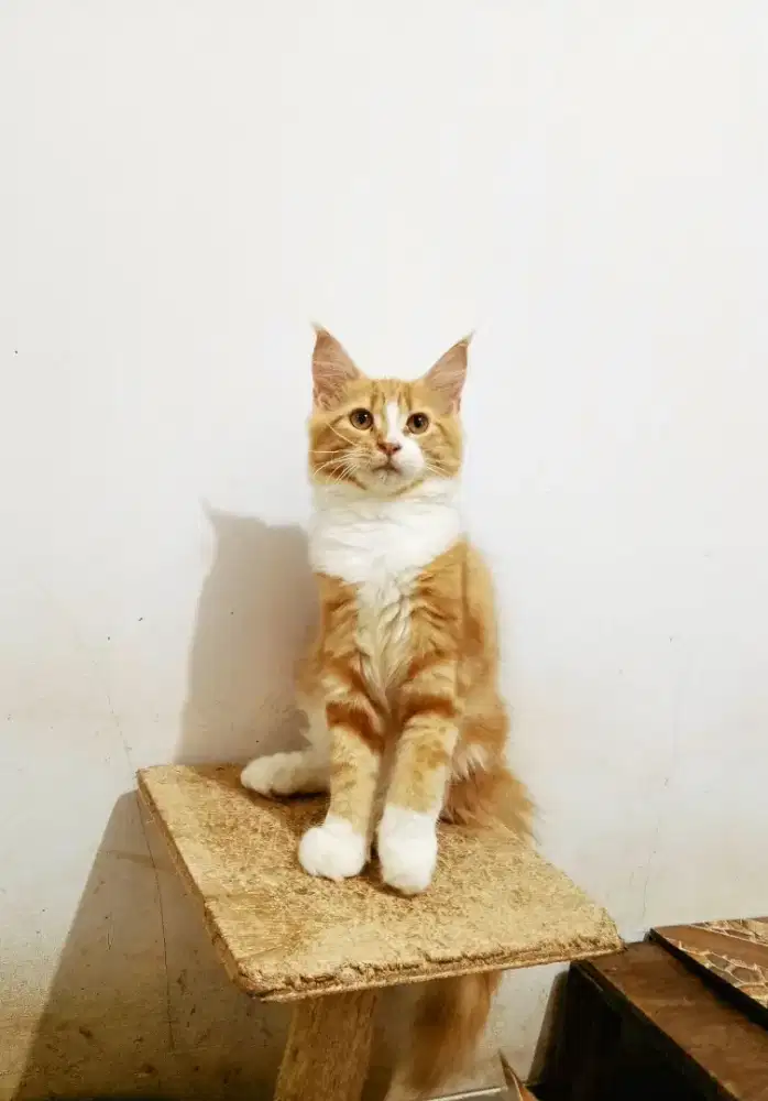 MaineCoon Betina Kitten Pure No Mix. Induk Ped CFA Maine Coon
