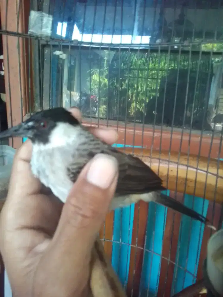 KUTILANG BETINA SERING BERTELUR TRZ JINAK TOTAL 350 BURJA HARGA NET
