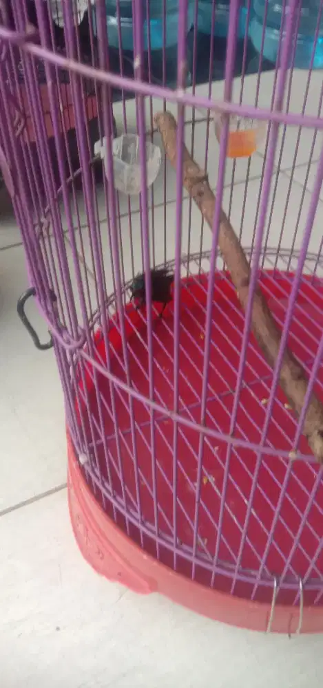 Burung king konin