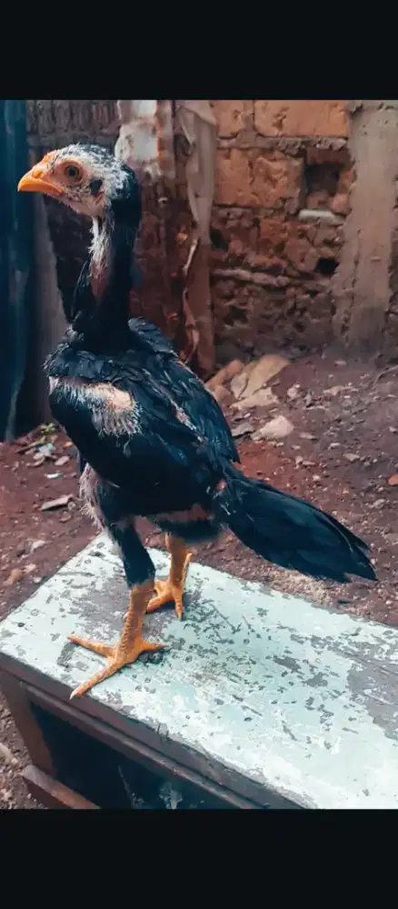 Ayam bangkok pakoy 2 bulan