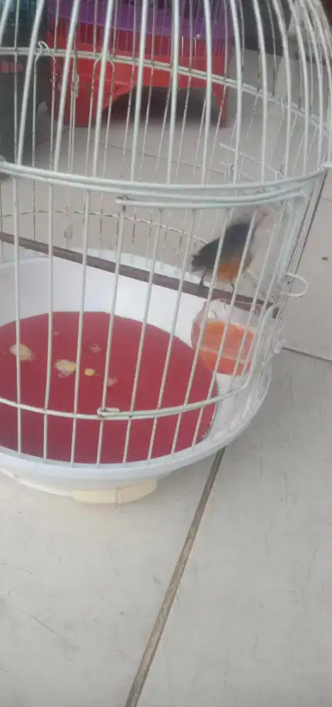 Burung kemade bunga api