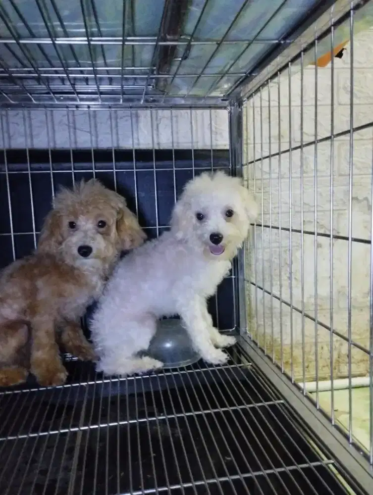 Toy pudel jantan non stb di vaksin 6bln