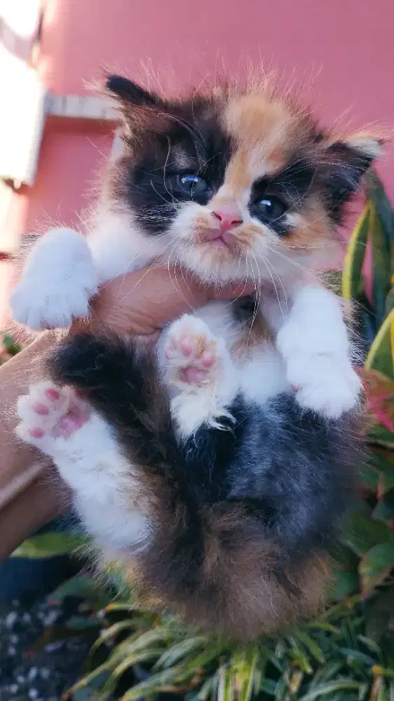 Kucing persia kitten
