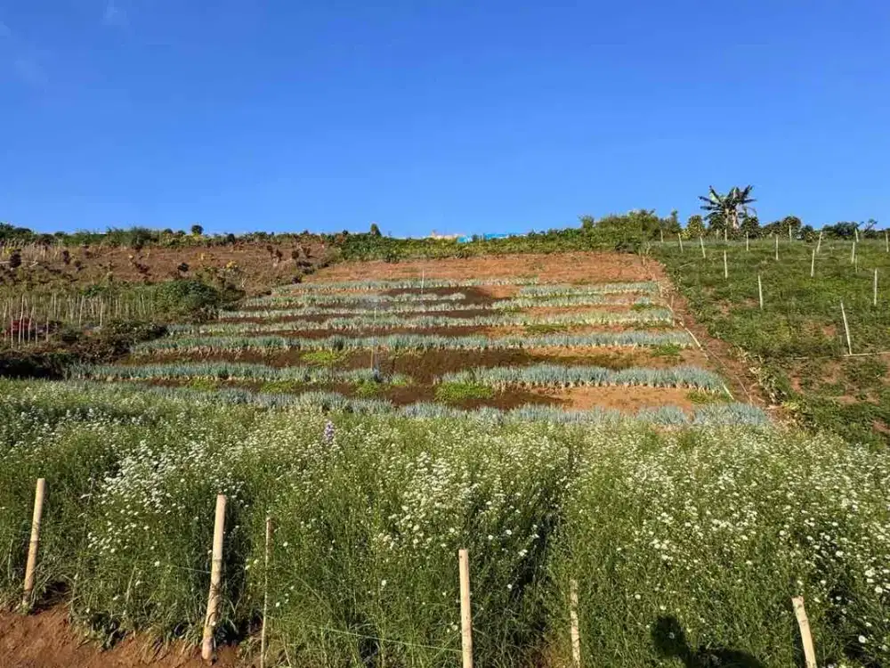 tanah kebun bunga murah di kota batu malang