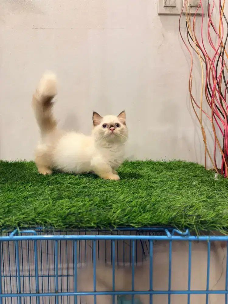 Kucing munchkin mix ragdoll (baca deskripsi)