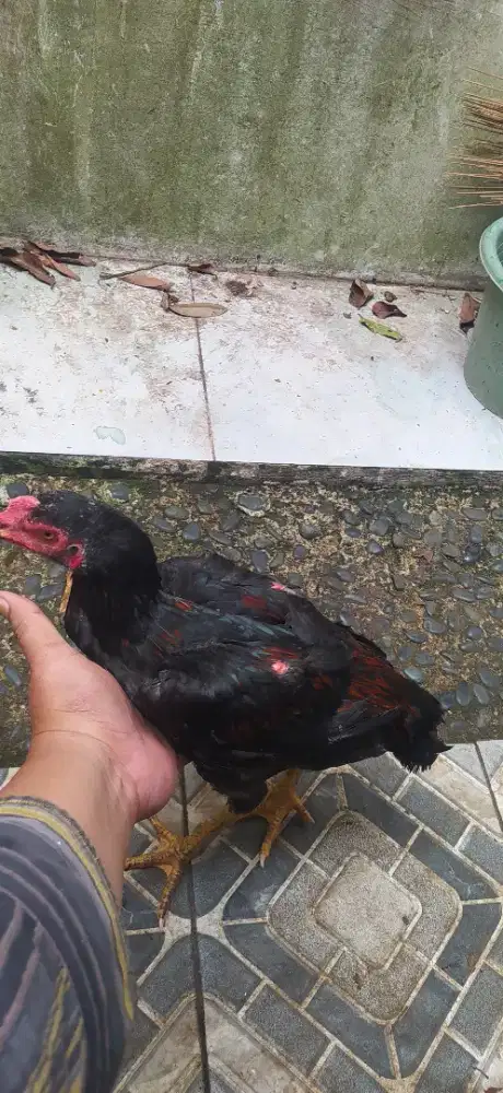 Ayam  bangkok  usia  3  bulan..