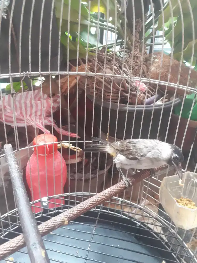 kutilang jinak fulset