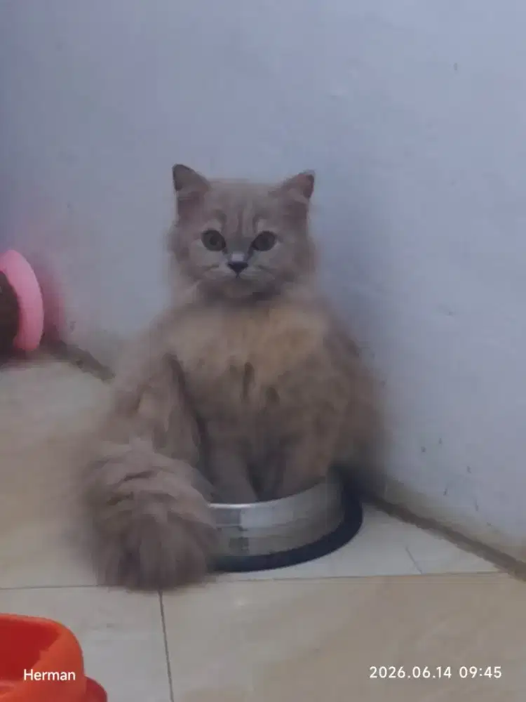 Kucing Persia Betina