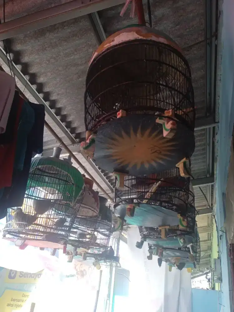 Burung perkutut lokal jadi