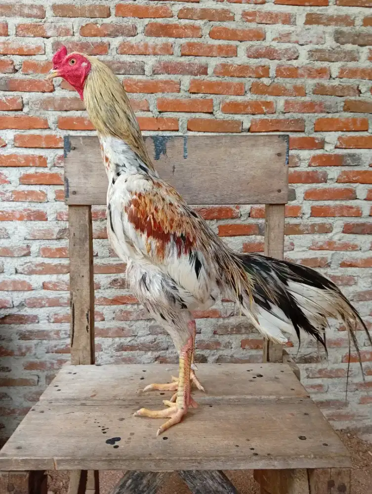 Ayam khoytrad jantan