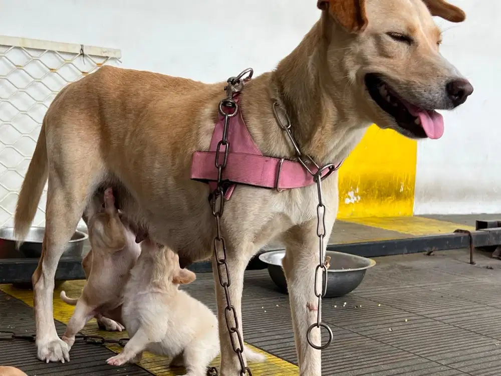 Jual anak anjing Labrador kintamani