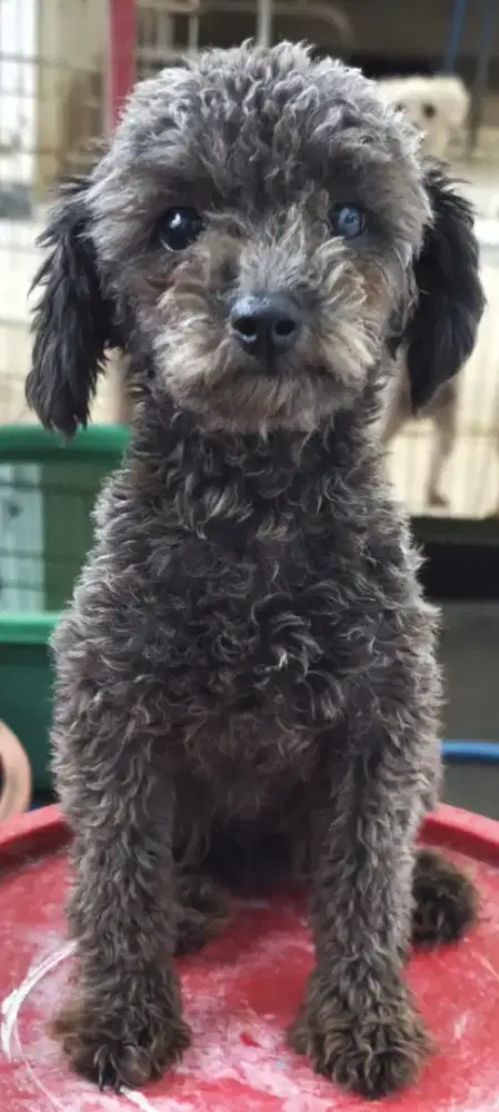 Toy Poodle Betina
