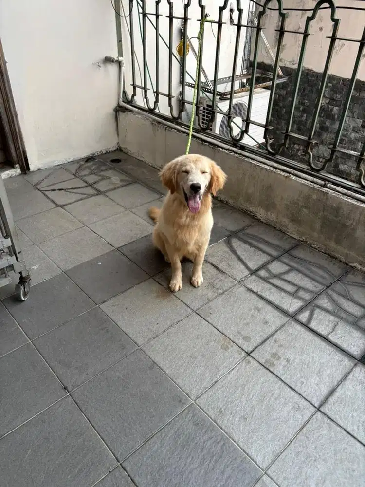 Golden Retriever MALE !