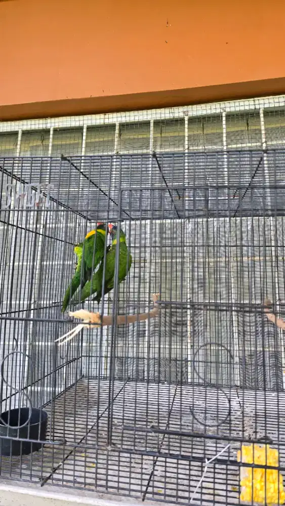 Burung pelangi indukan