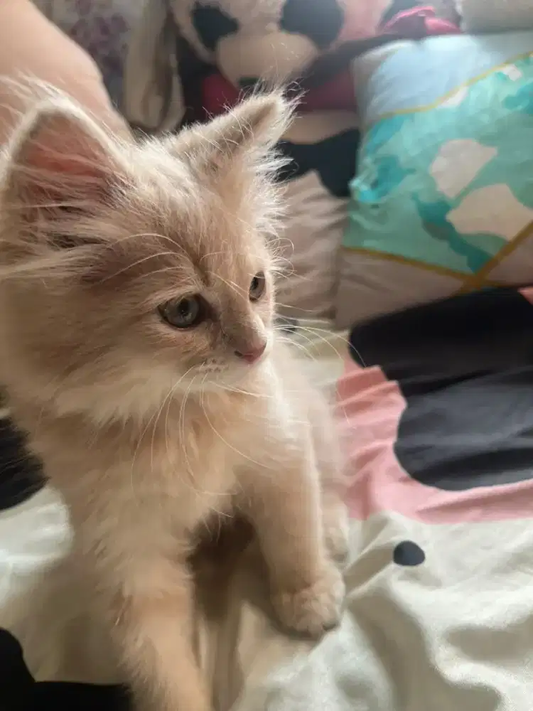 ANAK KUCING CANTIK BANGET