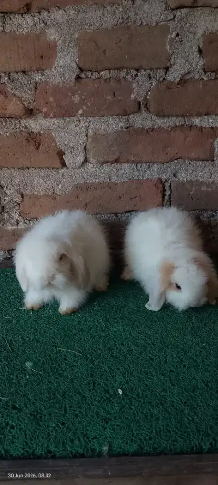 Kelinci Fuzzylop