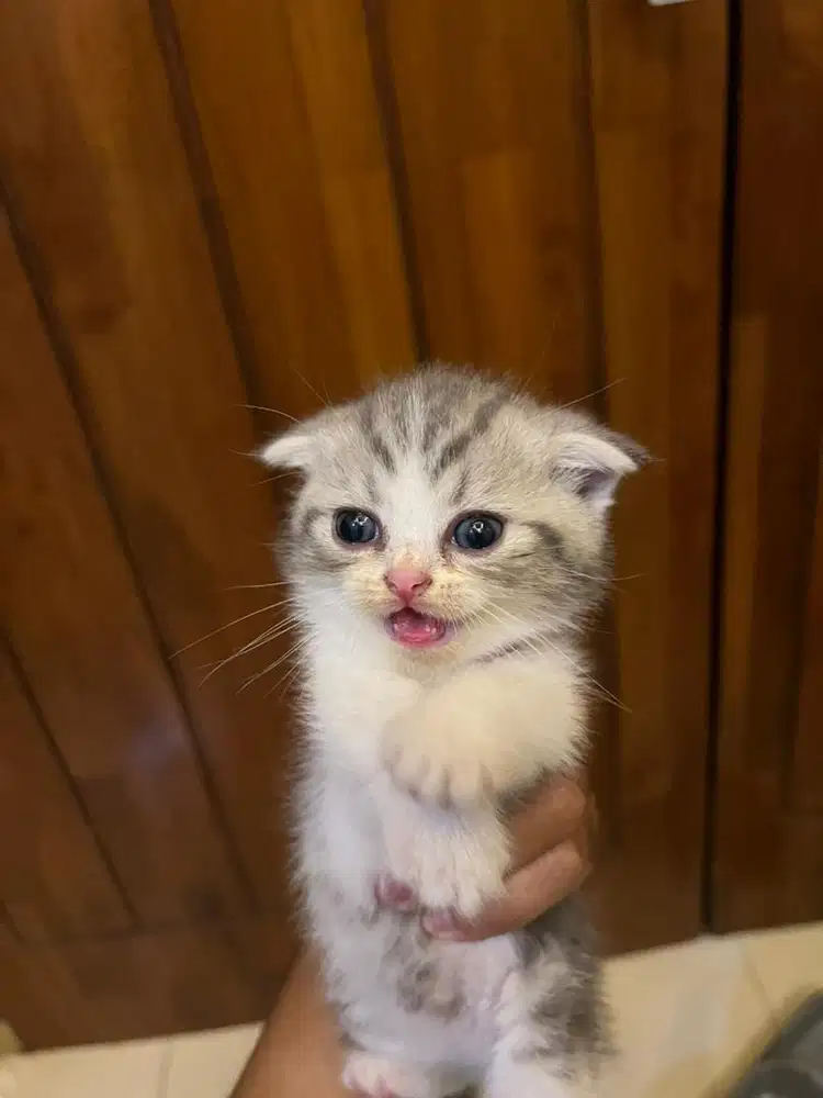 Bsh x scottish kitten