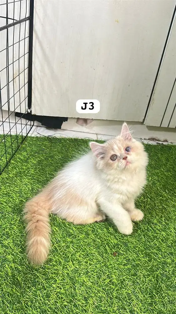 Persia flatnose longhair bigbon