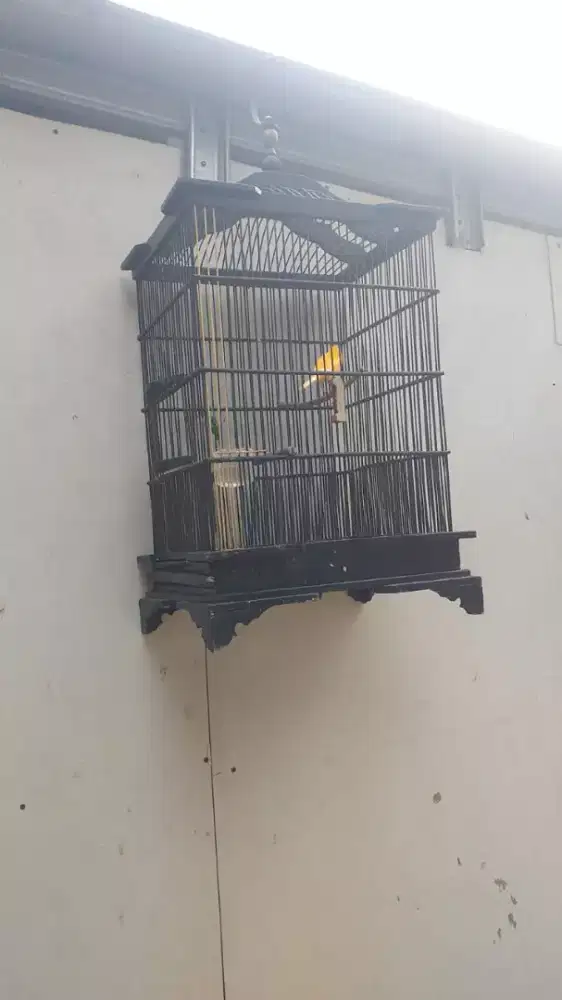 Burung kenariwarna jantan dan betina ada