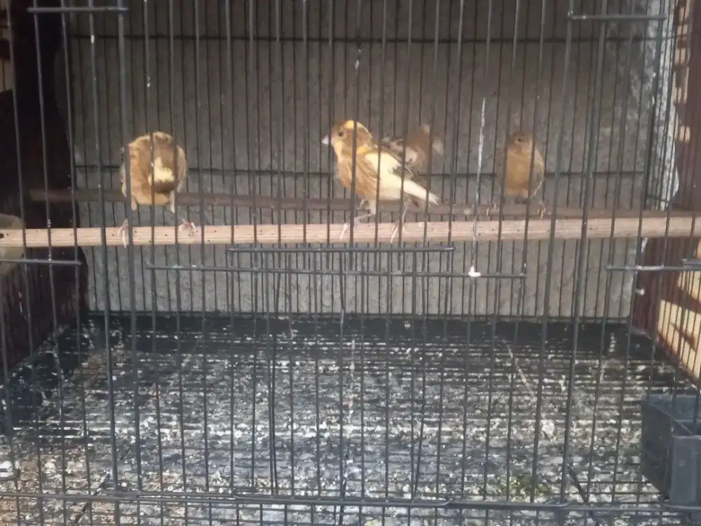 Burung Kenari anak