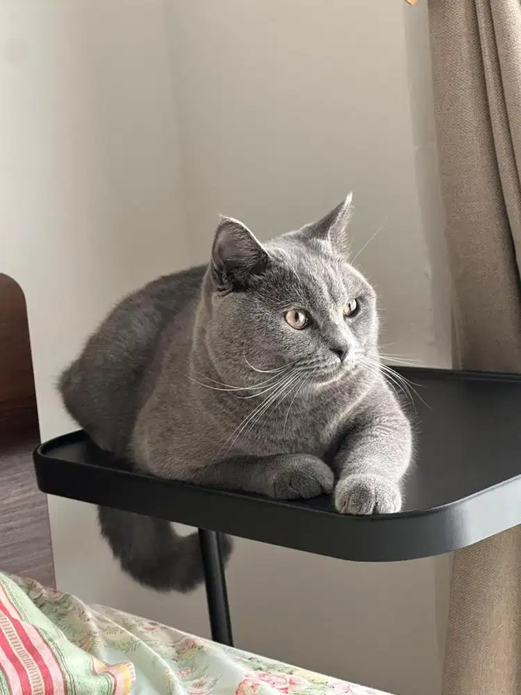 Kucing BSH Jantan
