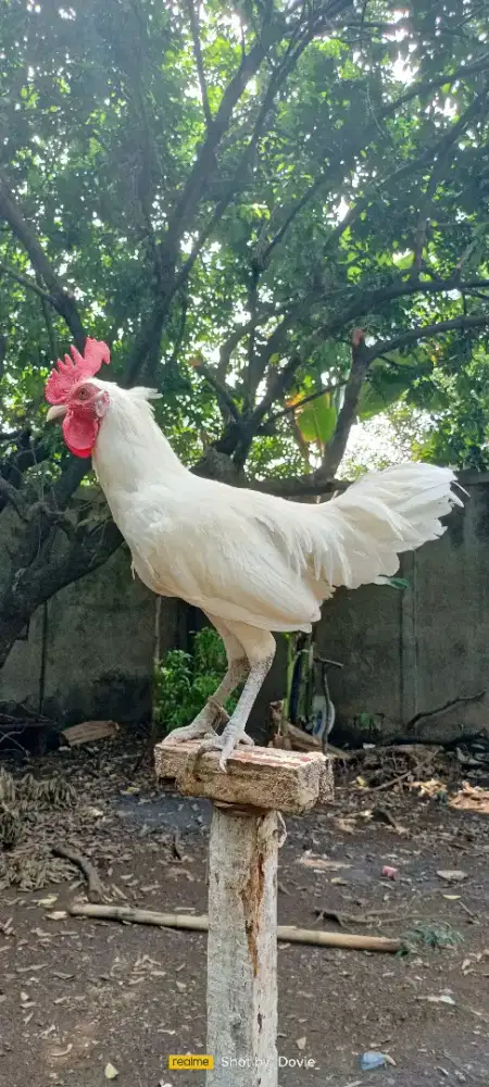 Ayam ketawa muda durasi