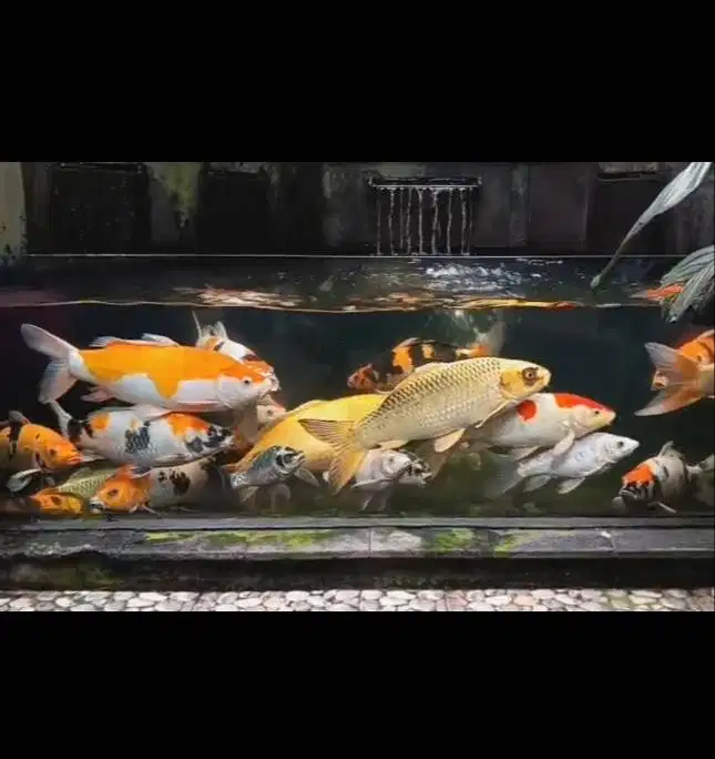 Ikan Koi besar besar