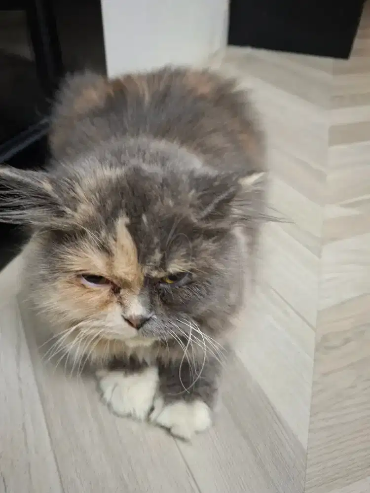 Kucing Persia 6 bulan