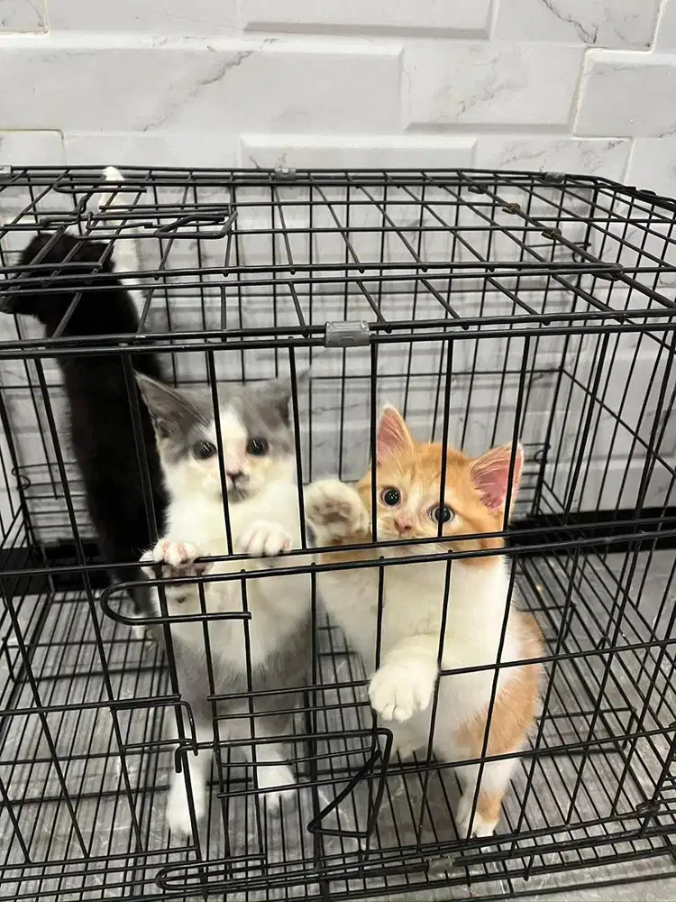 Kitten BSH Non Ped