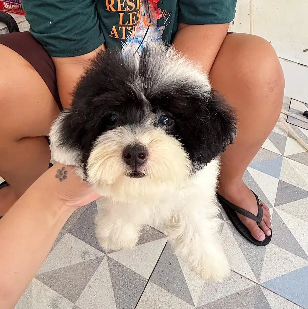 Poodle party murah