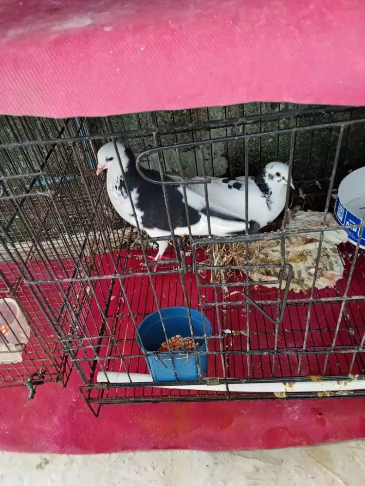 Burung dara belantong cakep buat produksi