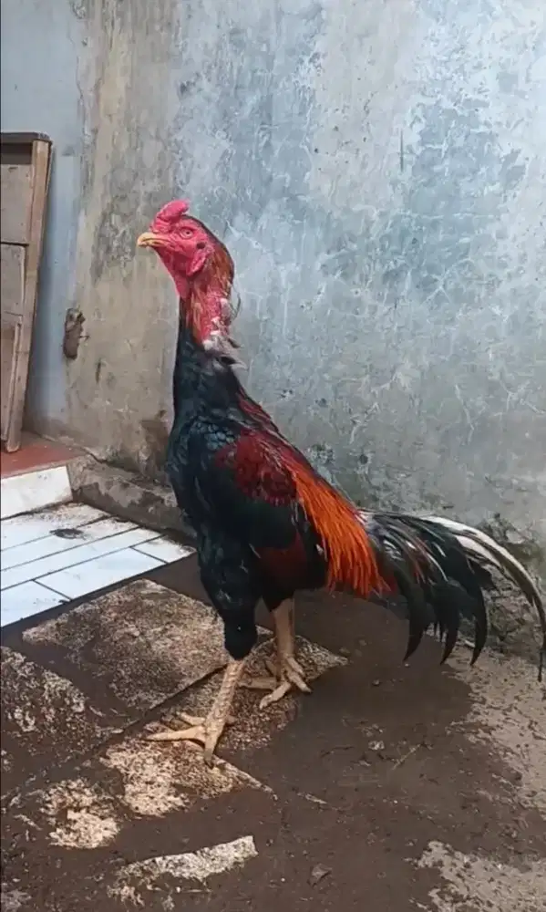 Ayam bangkok jenis brazillian (Pacek)