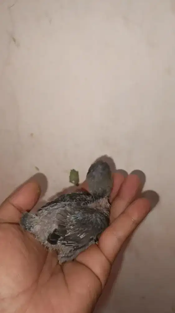 nonklep lovebird