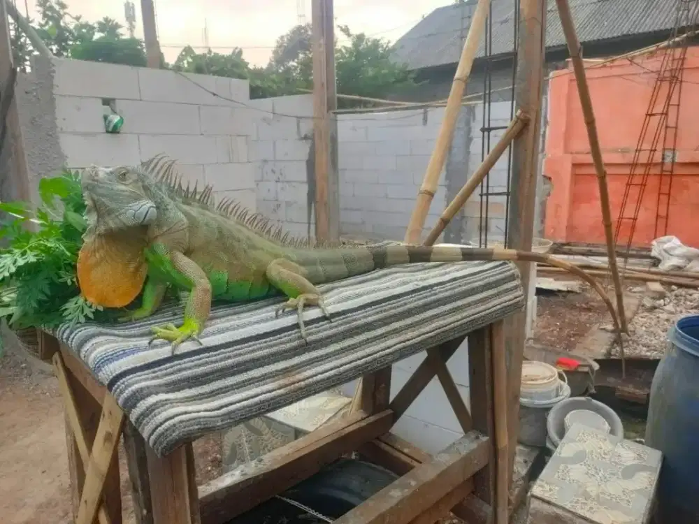 Iguana jantan jumbo