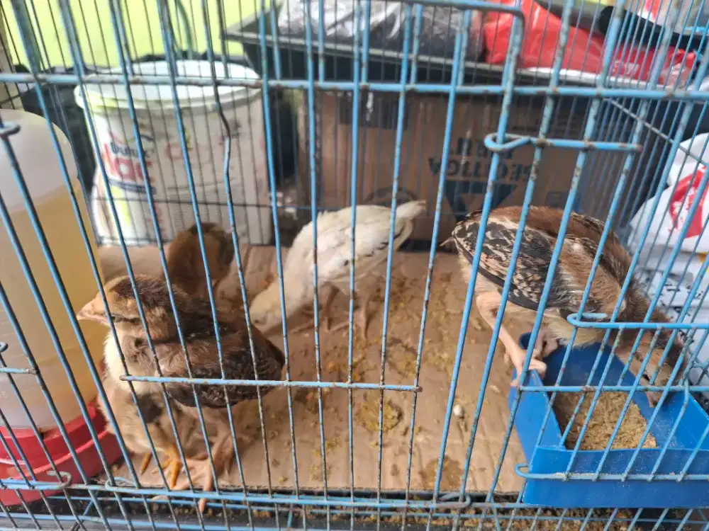 Ayam Elba usia 2-3 minggu