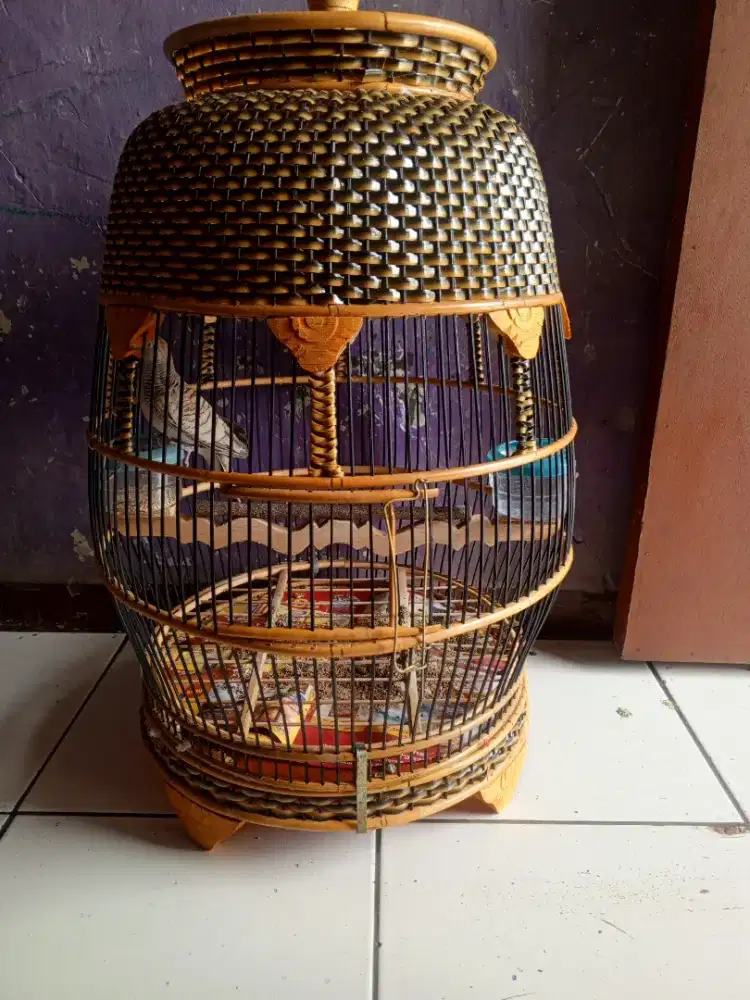 Perkutut Silver Dewasa