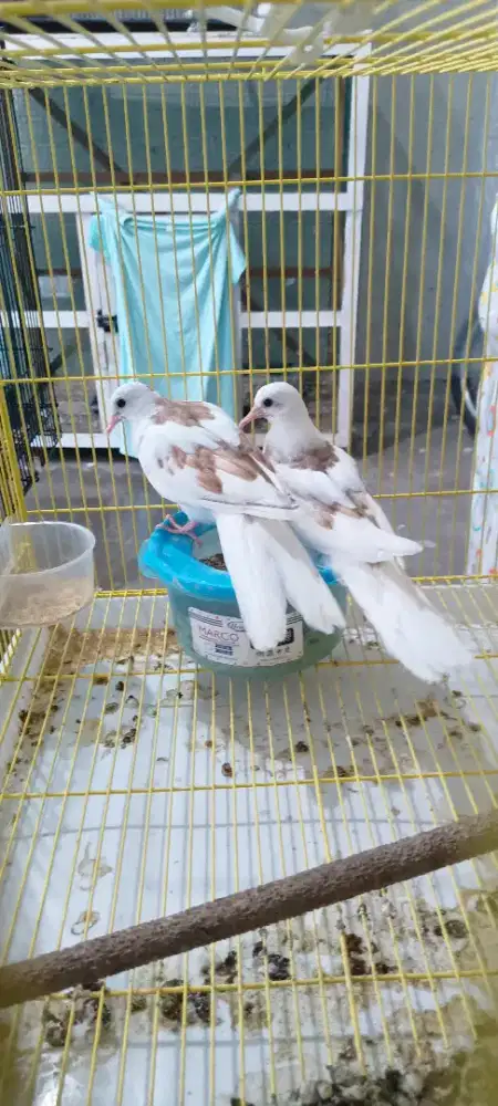 Derkuku Remaja blorok backspot