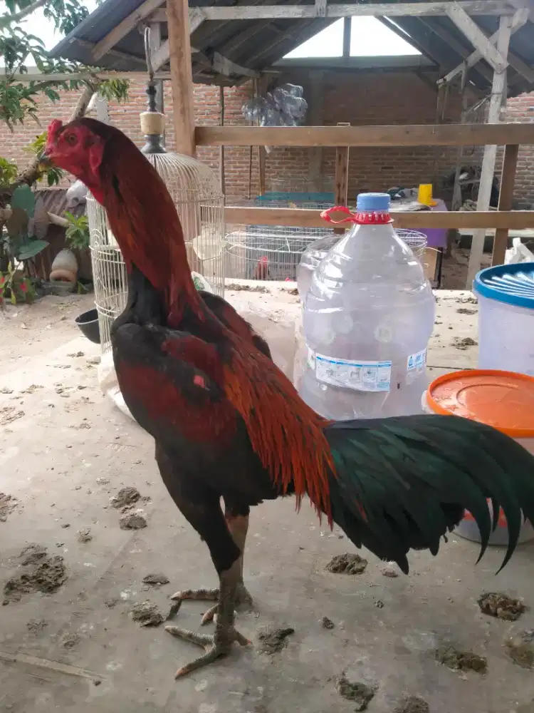 Ayam Siam Mangon