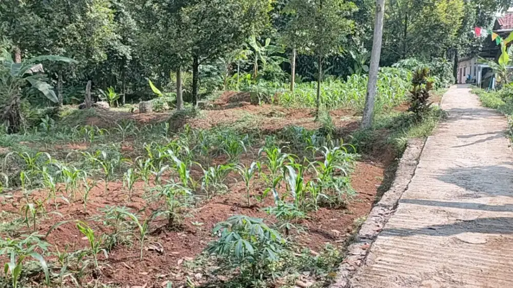 Tanah lokasi ramai di nambo ciapus-ciomas bogor. Bu Harga dibawah njop