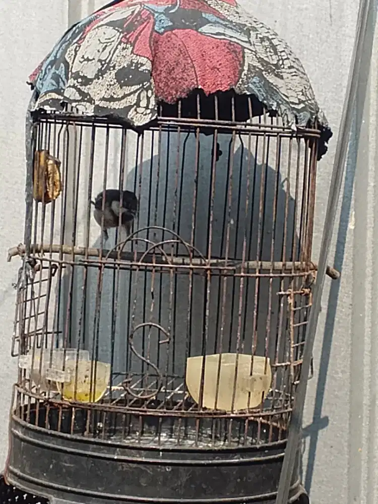 Burung glatik batu