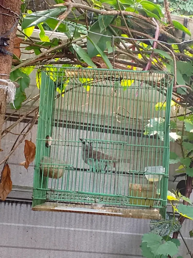 Burung crucukan plus kandang