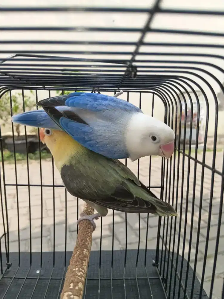 Lovebird Biola Euwing Blue ( J ) X Biola PB Mouve ( B ) + Bonus 1 anak