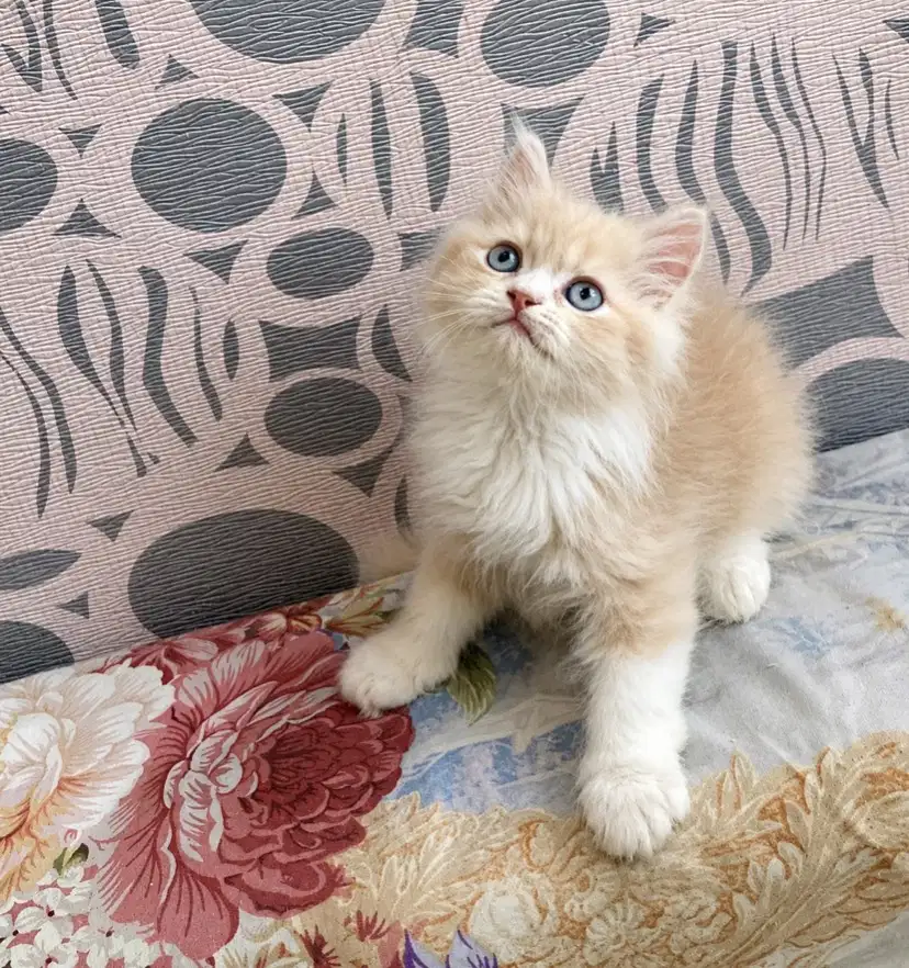 kitten kucing ras persia flatnose cream jantan