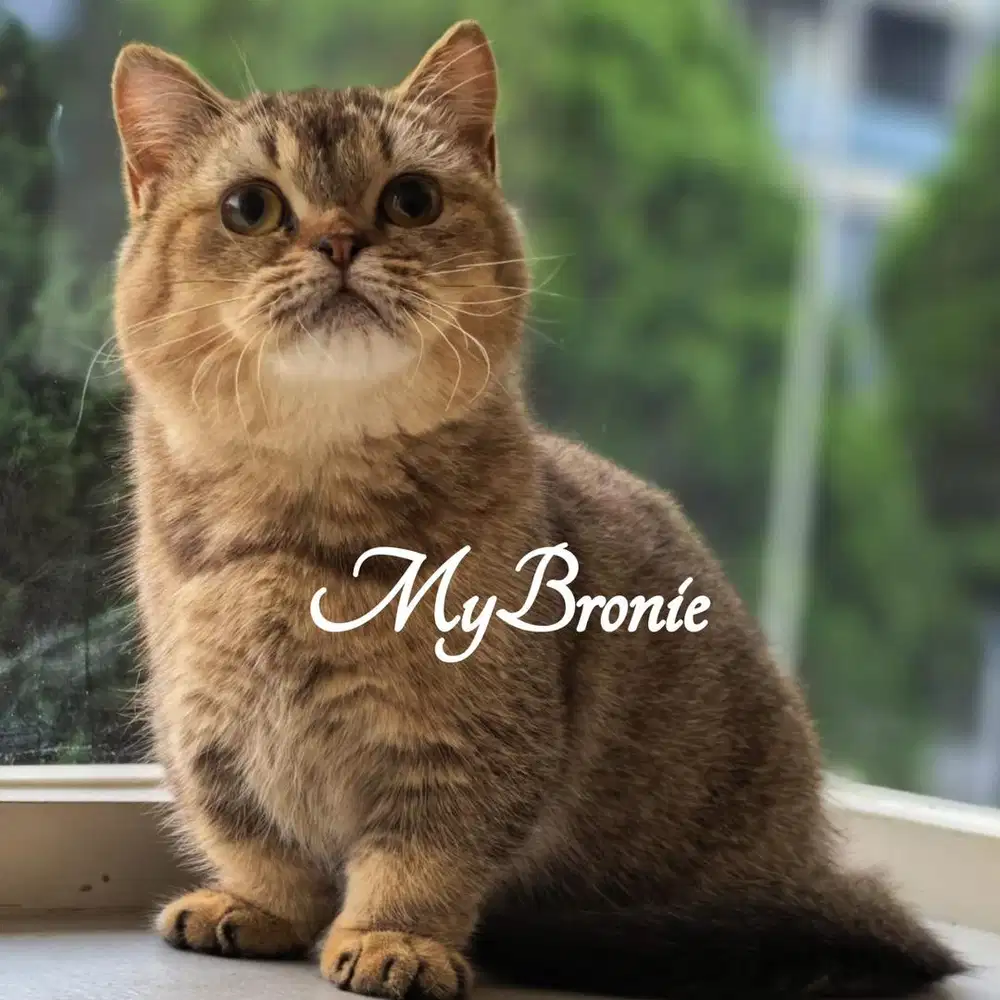 Kucing munchkin british shorthair betina