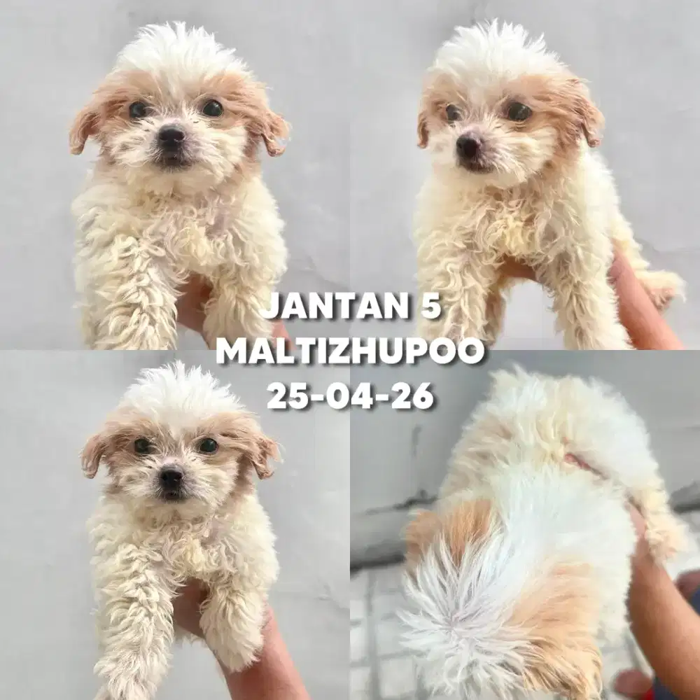 ANAK ANJING MALTESE SHIHTZU POODLE JANTAN