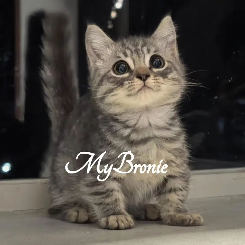 Kucing munchkin british shorthair blue tabby
